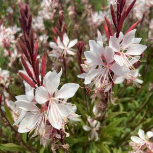 ガウラ(白蝶草),綺麗,植栽,お出かけ先にて,白蝶草 ガウラの画像