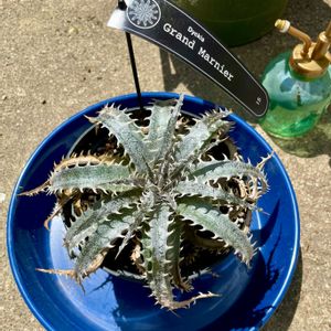 ディッキア・グランマルニエ,多肉植物,ディッキア,Dyckia,珍奇植物の画像