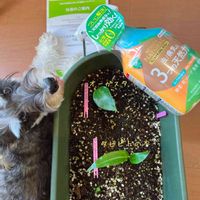 オーガスタ,オーガスタ,旅人の木,ストレチア オーガスタ,沖縄の画像