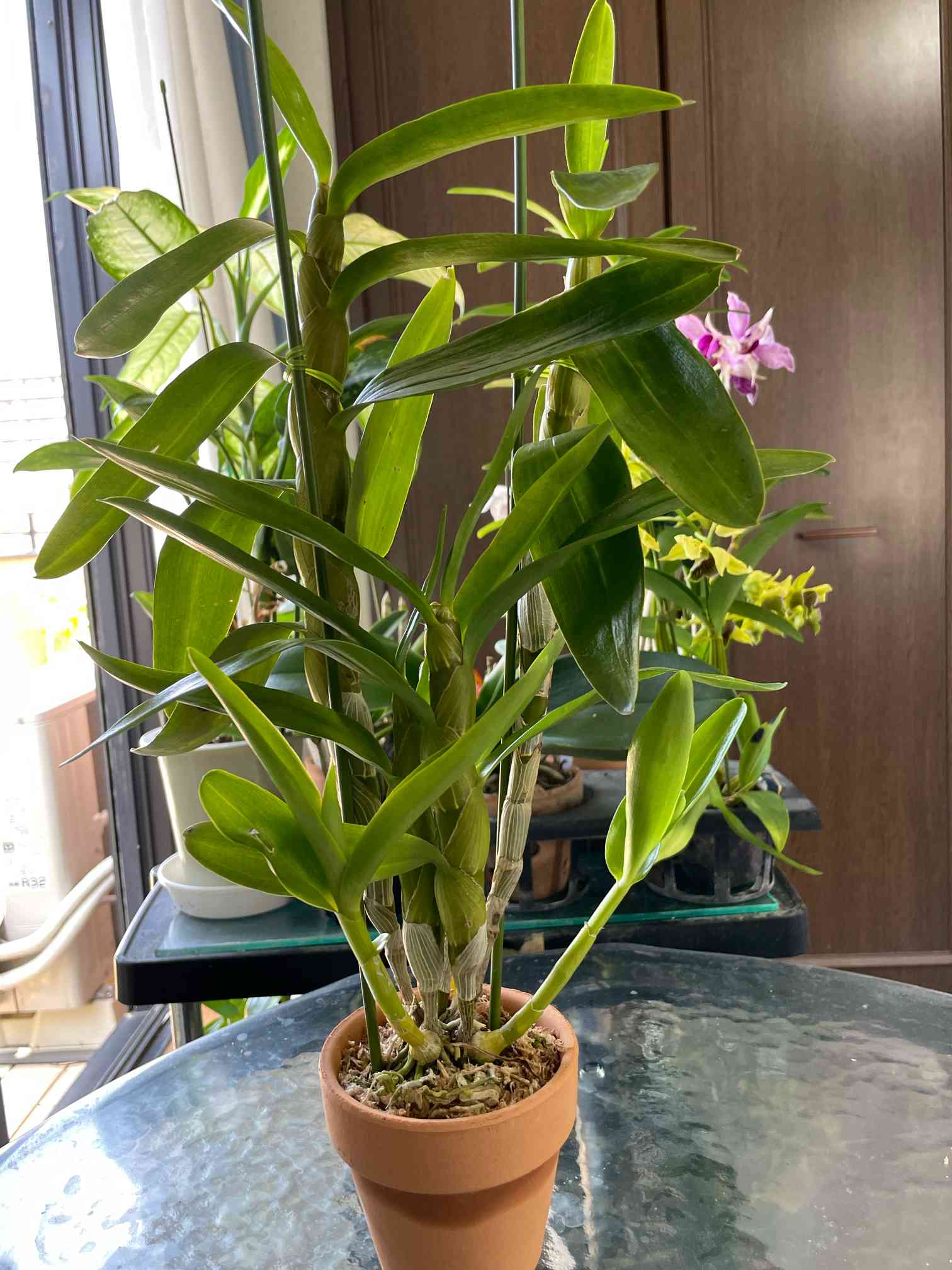 本物の花 縁取り24K純金 ／デンドロビウム デンドロビウム ダイヤモンドリングの成長記録｜🍀GreenSnap（グリーン