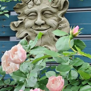 ダフネ,ばら バラ 薔薇,バラ　ダフネ,ガーデンオーナメント,おうち園芸の画像