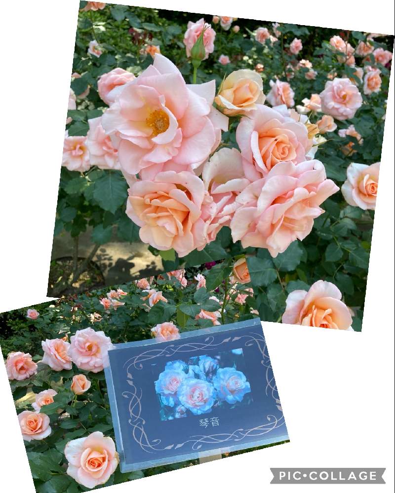 琴音 ことね バラ 薔薇 接ぎ木苗 - フラワー/ガーデン