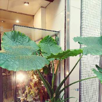 ガジュマル,実生,種から,大きくな〜れ！,植中毒の画像