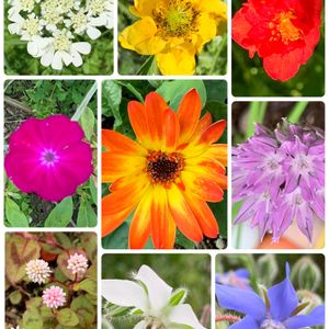 ネコ好き,花のある暮らし,植中毒,キュンキュン乙女倶楽部,花友さんから頂きましたの画像