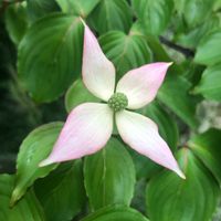 ヤマボウシ,花のある暮らし,お写ん歩,平和を願う☆,植物がある暮らしの画像