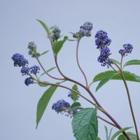 セアノサス,セアノサス,カリフォルニアライラック,散歩,樹木の花の画像