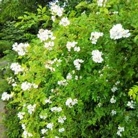 ノイバラ,白い花,今日のお花,ばら バラ 薔薇の画像