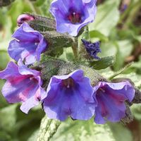 プルモナリア,紫の花,小さな庭の画像