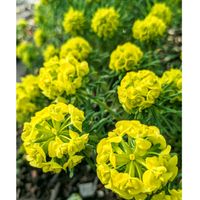 トウダイグサ,ユーフォルビア キパリッシアス,花散歩,江別市,庭パトの画像