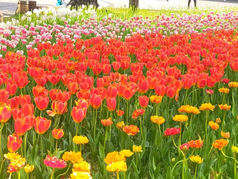 ゾフィーさんの横浜公園への投稿