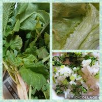 レタス,大根,東北人花の会,食べられる葉,コラージュ仲間達の画像