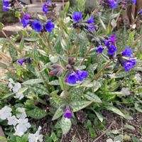 プルモナリア,ツルニチニチソウ,庭のある暮らし,花のある暮らし,手作りの庭の画像