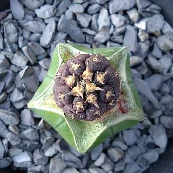 狂短刺天平丸,多肉植物,天平丸,ギムノカリキウム属, サボテンの画像