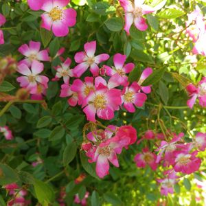 バラ,バラ・ミニバラ,１０年以上育ててます,母の花,こまりねこ バラの画像