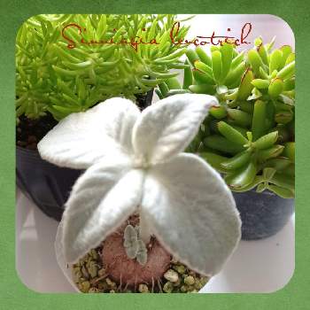 多肉,タニクッタの画像