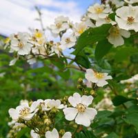 ノイバラ,ノバラ,今日の花,今日のお花,散歩道の植物の画像