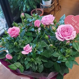 ミニ薔薇,母の日プレゼント,ピンクのミニ薔薇☆,GS皆様ありがとう,おうち園芸の画像