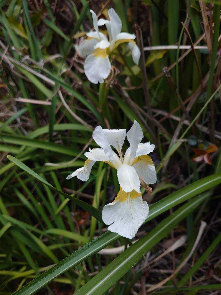 スワロフスキー【いずれアヤメかカキツバタ】 いずれ菖蒲か燕子花