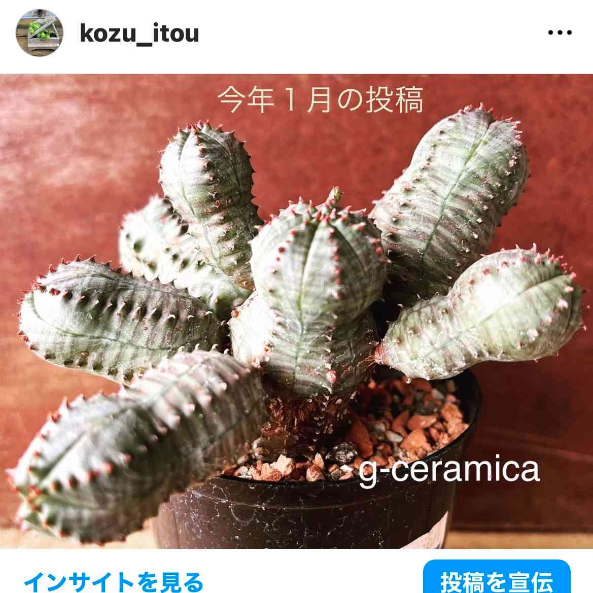 ユーフォルビアオベサブロウの解体と植え替え｜🍀GreenSnap（グリーン