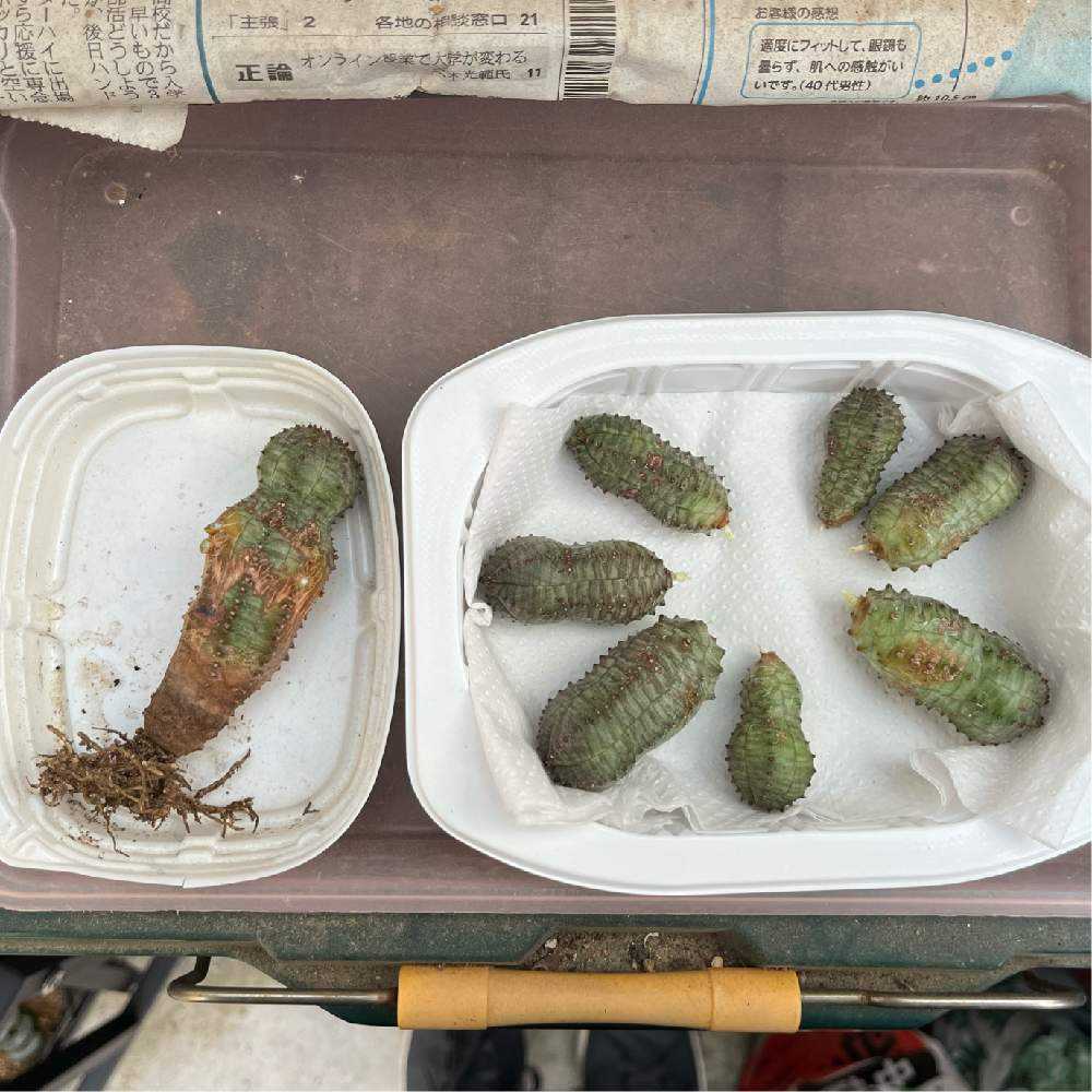 ユーフォルビアオベサブロウの解体と植え替え｜🍀GreenSnap（グリーン