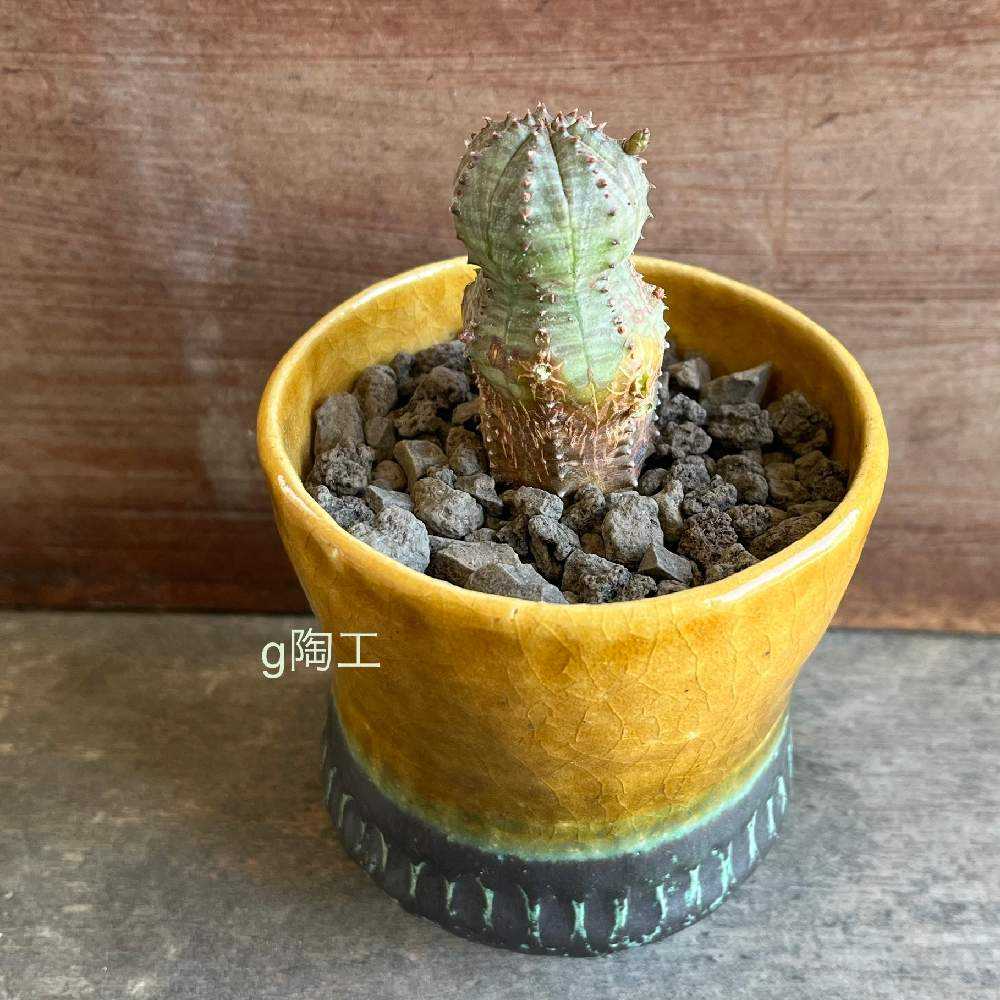 ユーフォルビアオベサ 国内実生 多肉植　コーデックス 塊根　40株 ユーフォルビアオベサ 国内実生 多肉植 コーデックス 塊根 40株