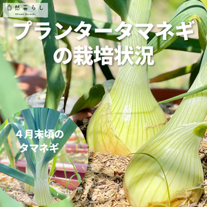 ガーデニング,植物のある暮らし,肥料,プランター栽培,ベランダ菜園の画像