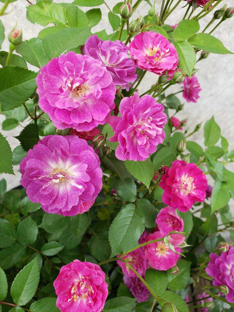 強香り♡フリルのシックな薔薇