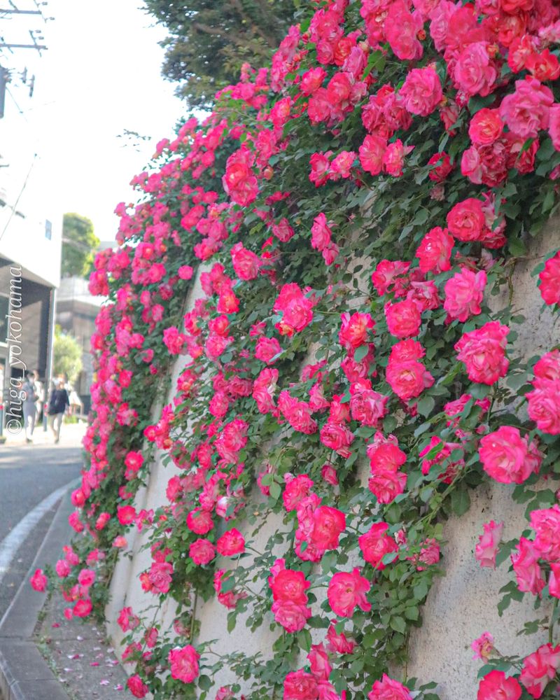 ヒガ君さんの山手イタリア山庭園への投稿