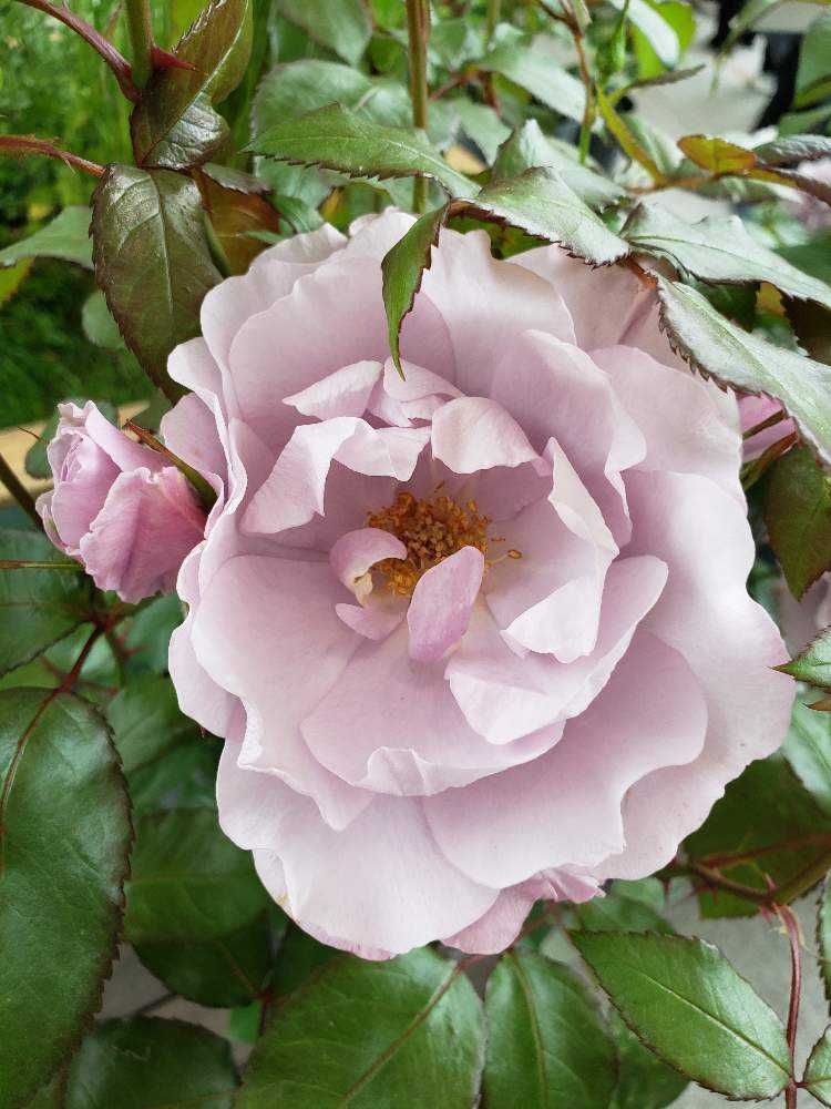 強香り♡フリルのシックな薔薇 強香り♡フリルのシックな薔薇