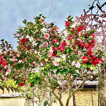 椿 紅白 ハイブリッド,枝垂れ梅,ゴージャス,カラフル,ピンクの花の画像