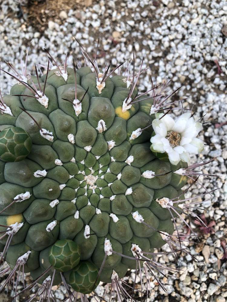 塊根 ユーフォルビア 薔薇大戟 3cm 1株｜Yahoo!フリマ（旧PayPayフリマ）