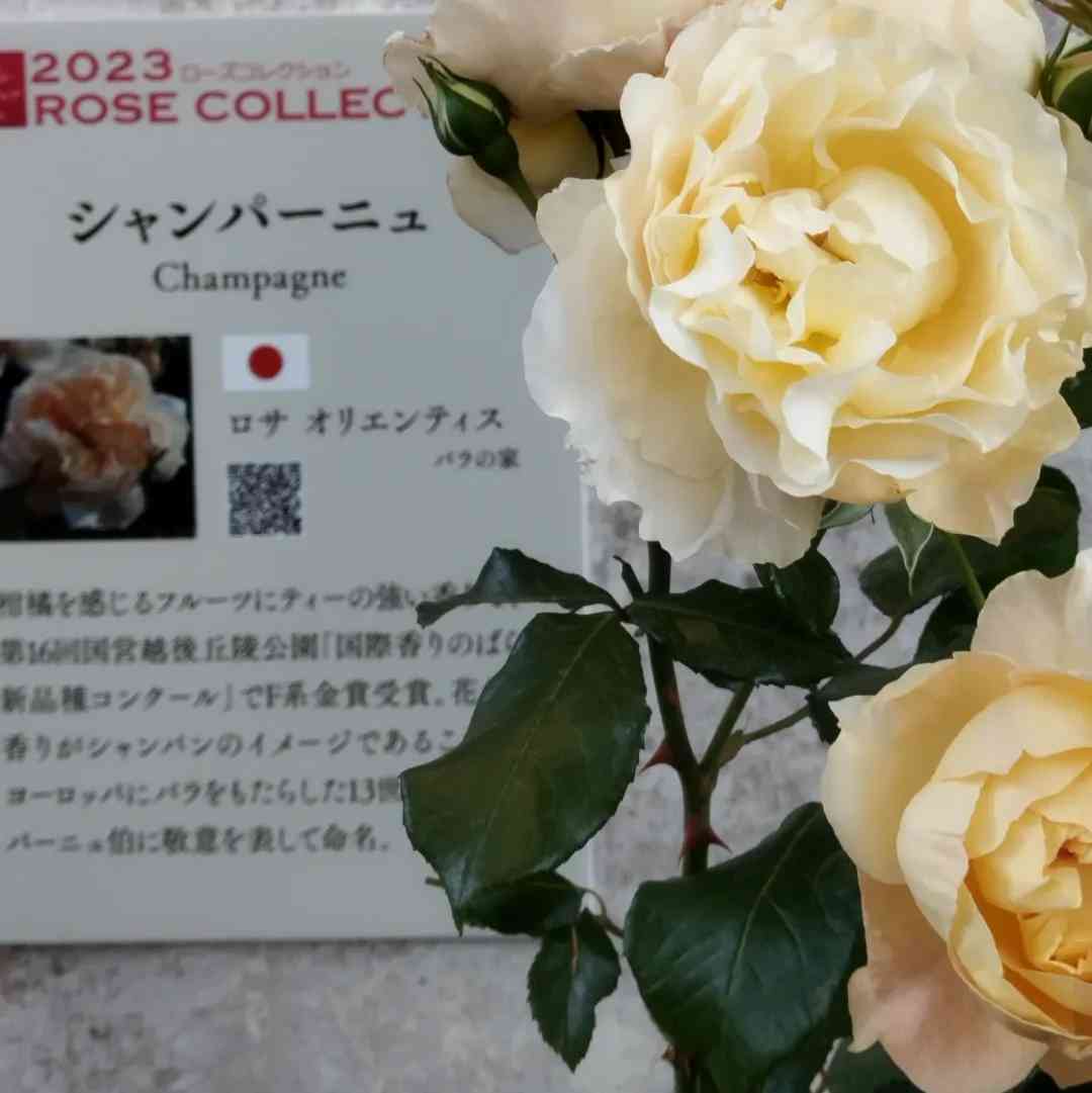 2023年新品種の薔薇｜🍀GreenSnap（グリーンスナップ）