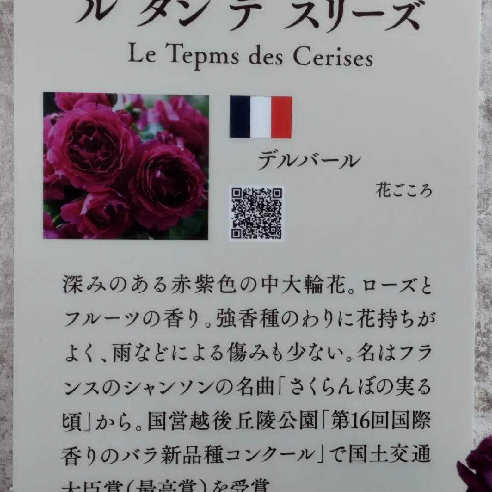 2023年新品種の薔薇｜🍀GreenSnap（グリーンスナップ）