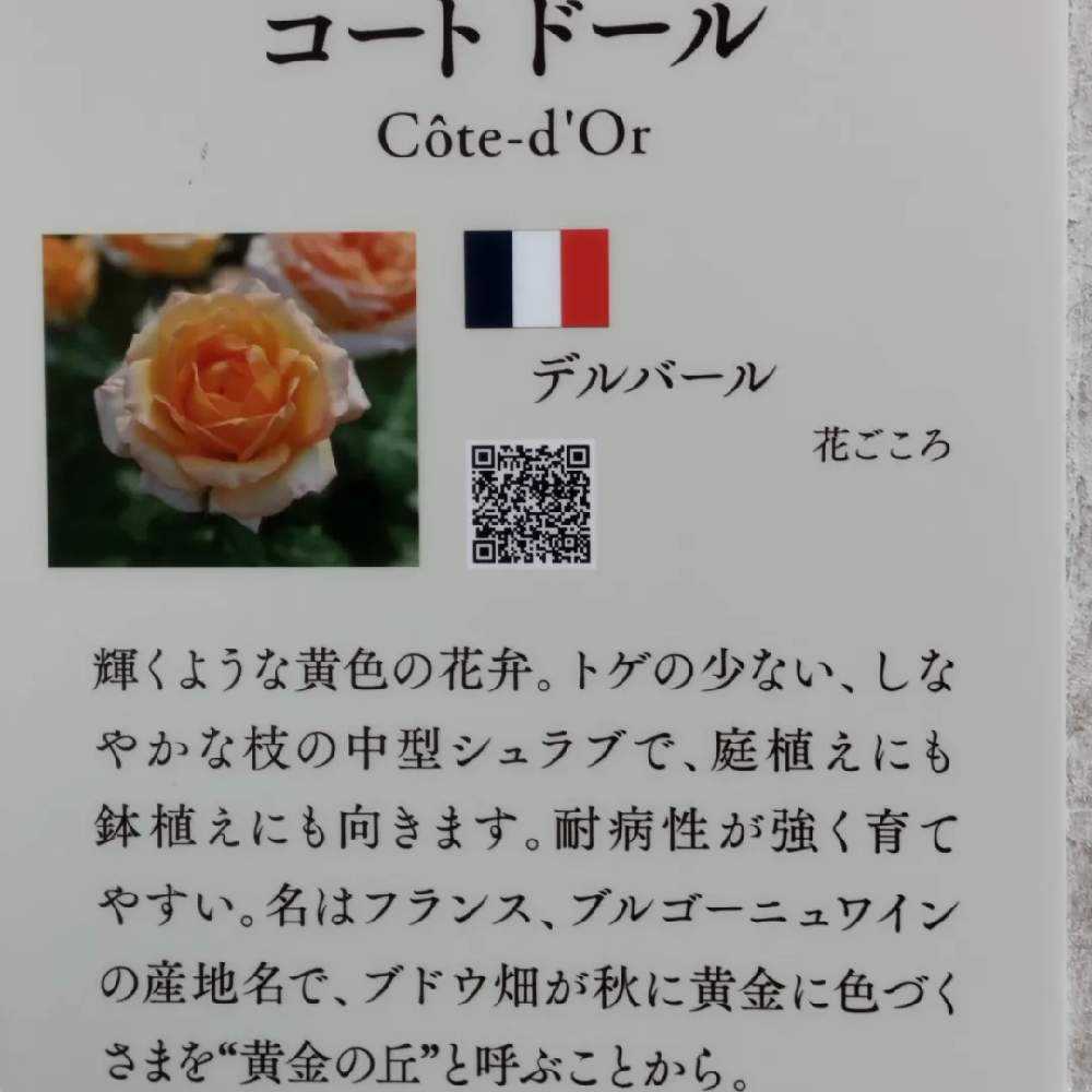 2023年新品種の薔薇｜🍀GreenSnap（グリーンスナップ）