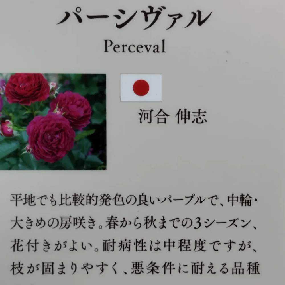 2023年新品種の薔薇｜🍀GreenSnap（グリーンスナップ）