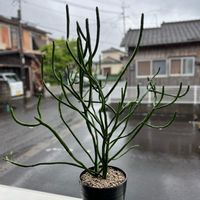 オンコクラータ,ユーフォルビア オンコクラータ,植欲が止まらない,塊根,おうち園芸の画像
