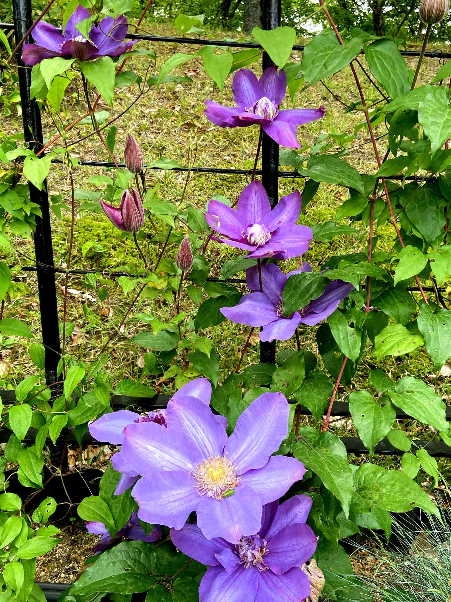 確認用 クレマチス ヴィヴィアンペンネル さし木苗 確認用 クレマチス ヴィヴィアンペンネル さし木苗 クレマチス