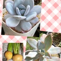 カブ,カンテ,エケベリア ラウイ,多肉植物のある暮らし,多肉植物は癒し(๑˃̵ᴗ˂̵)♡の画像