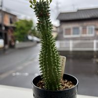 ユーフォルビア　ドラゴンボール　スザンナエ,ドラゴンボール,スザンナエ,植物のある暮らし,植欲が止まらないの画像