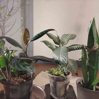 観葉植物,植え替え,ドラセナ属,再生,熱帯植物の画像