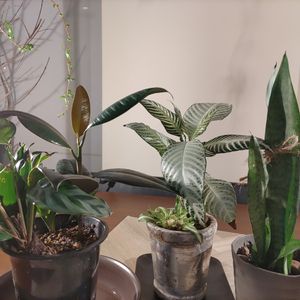 観葉植物,植え替え,ドラセナ属,再生,熱帯植物の画像
