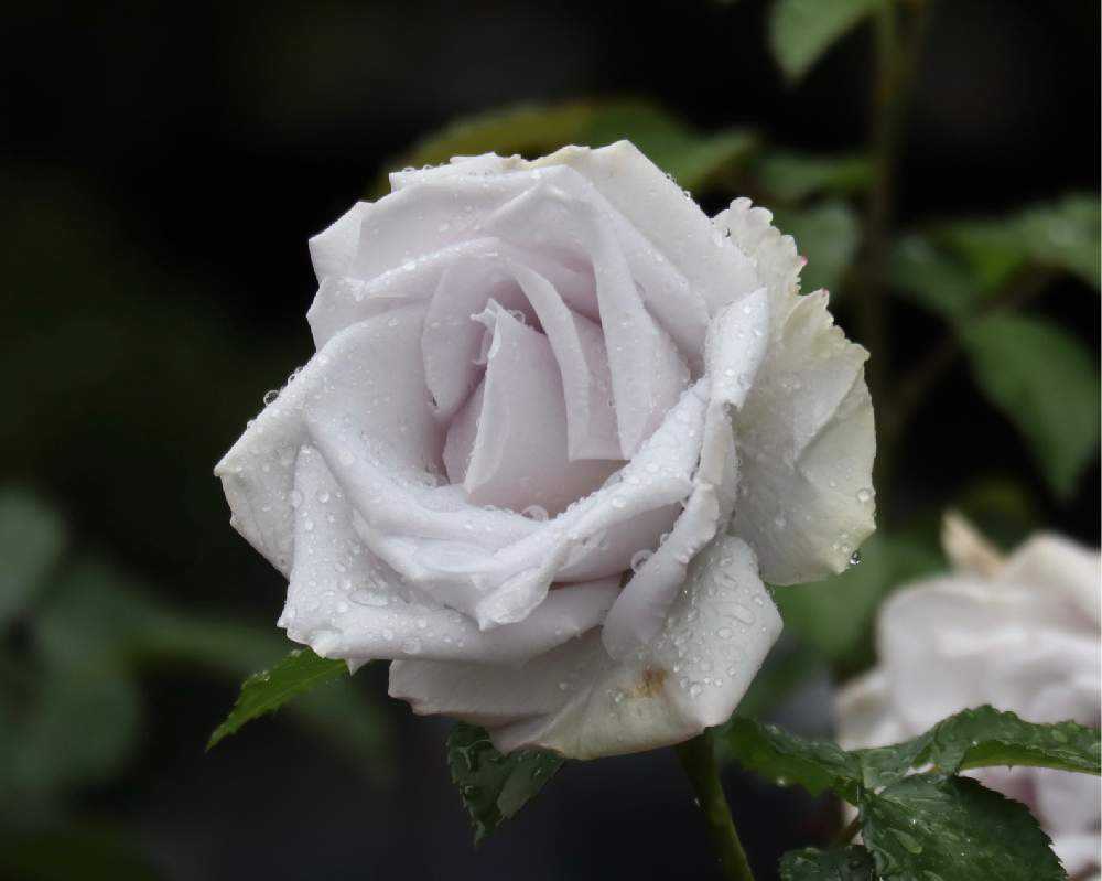 mio様向けー300 油絵/花/薔薇/バラ/旧古河庭園場/F4号 1682991275488_thum_693822_phot