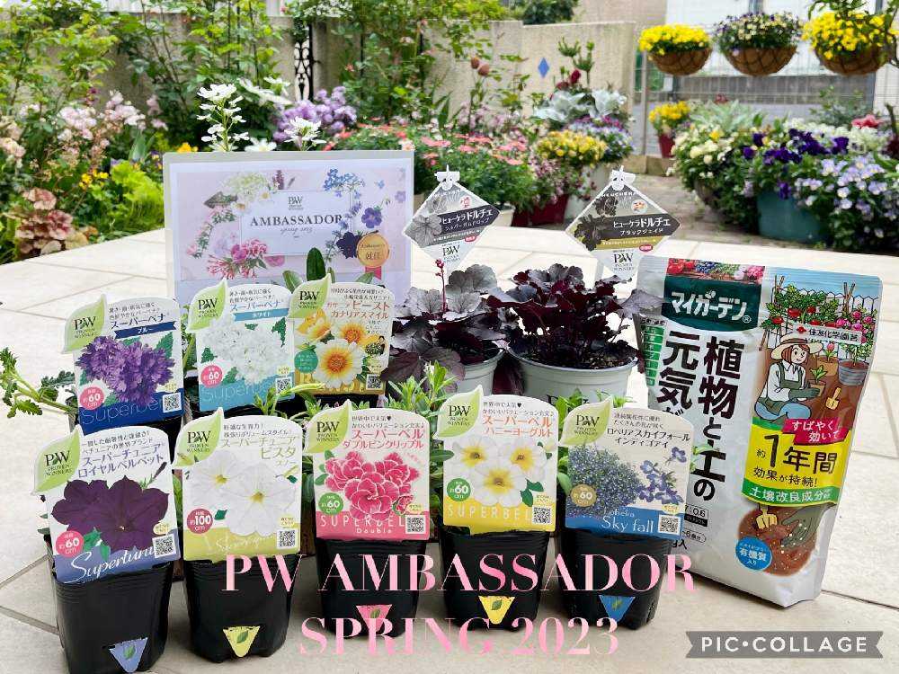 花苗 44599366_o4.jpg?cmsp_timestamp