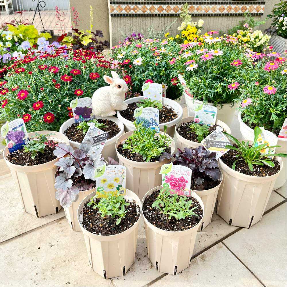 花苗 44599366_o4.jpg?cmsp_timestamp