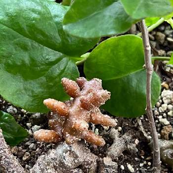 オカワカメ,オカワカメのムカゴ,雲南百薬,沖縄,２０２０年５月同期の画像