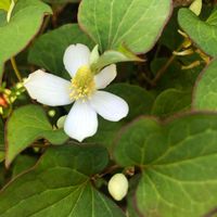 ドクダミ,ラッキードクダミ,花のある暮らし,お写ん歩,平和を願う☆の画像