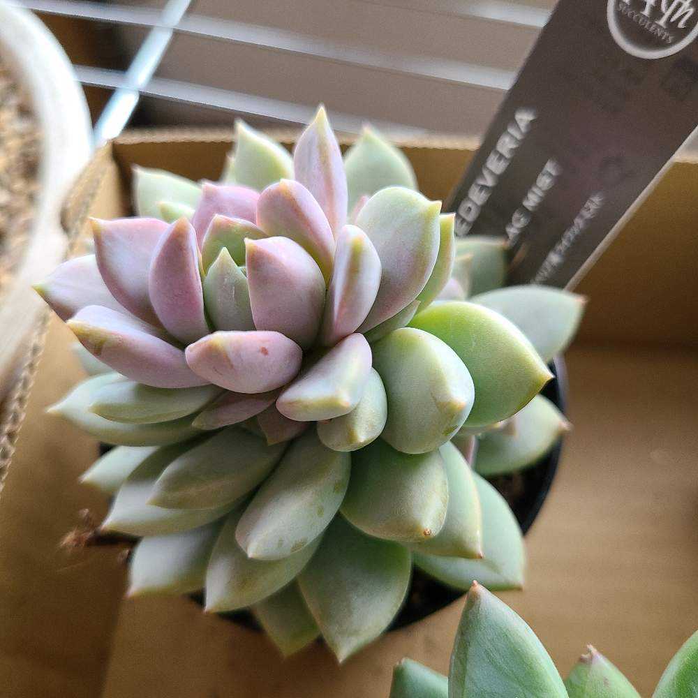 ライラックミストの成長記録‎🤍💗｜🍀GreenSnap（グリーンスナップ）