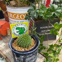 ドラゴンボール,ドラゴンボール。,インテリアと植物,ナチュラルガーデン,おうち園芸の画像