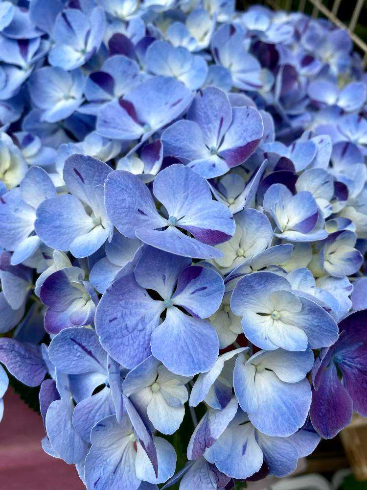 紫陽花さま専用 【公式通販】