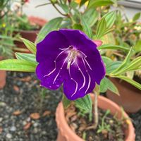 ノボタン,うどん県人会,おうちde菜園,おうち園芸,花のある暮らしの画像